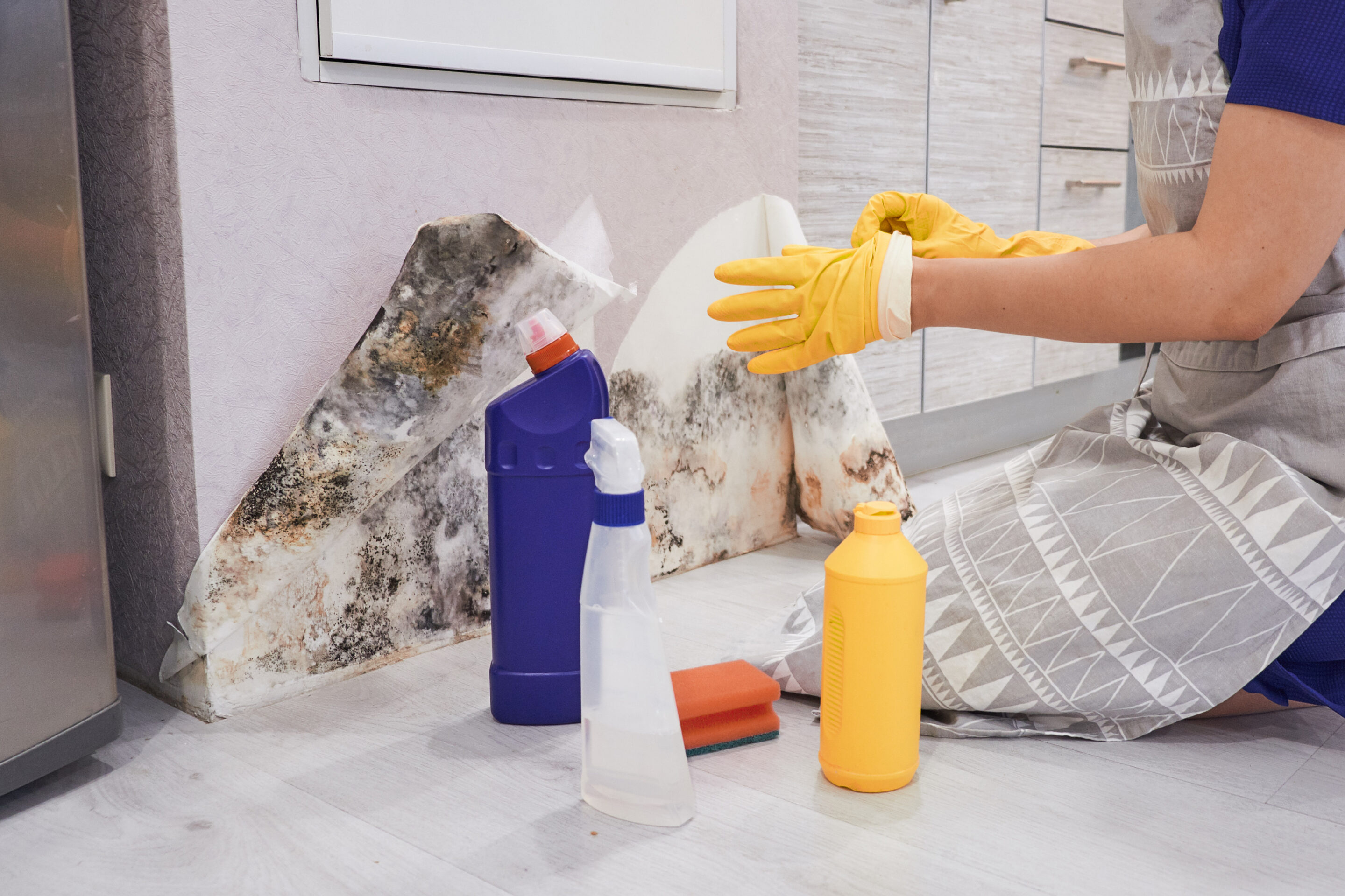 Housekeepers Hand With Glove Cleaning Mold From Wall With Sponge And Spray Bottle